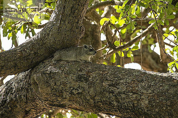 Bush Hyrax (Heterohyrax brucei) up in a tree in Tarangire National Park; Tanzania