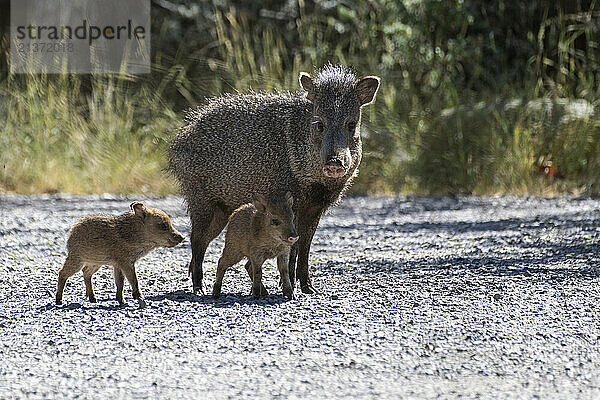 Portrait of a Javelina  or Collared Pecary (Pecari tajacu)  standing with two babies at Cave Creek Ranch in the Chiricahua Mountains of Southeast Arizona; Arizona  United States of America