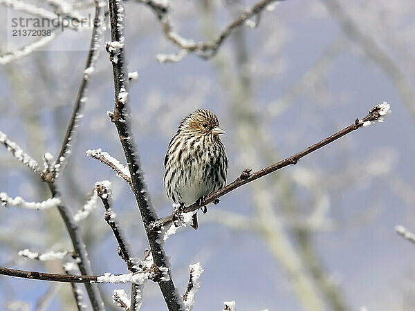 Finch perched on tree branch in winter; United States of America