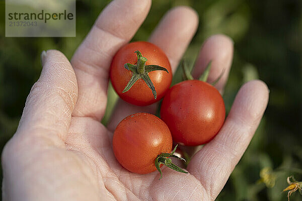 Close-up of three small tomatoes in the palm of a woman's hand at Windstone Farm in Beckwith  Ottawa Valley; Ontario  Canada