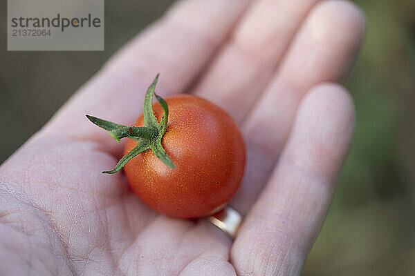 Close-up of a small tomato in the palm of a woman's hand at Windstone Farm in Beckwith  Ottawa Valley; Ontario  Canada