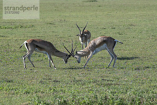 Pair of Grant's Gazelles (Nanger granti) sparring with another male looking on at the Ngorongoro Crater; Tanzania