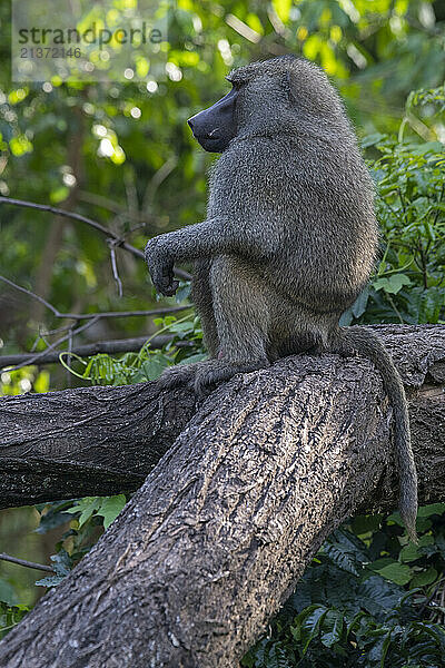 Portrait of a large  male Olive Baboon (Papio anubis) sitting on a tree limb in Tarangire National Park; Tanzania