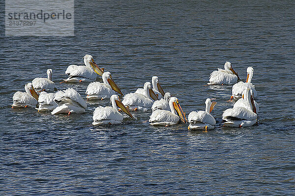 Group of American White Pelicans (Pelecanus erythrorhynchos) swimming at the Walden Ponds Wildlife Habitat in Boulder  Colorado; Boulder  Colorado  United States of America