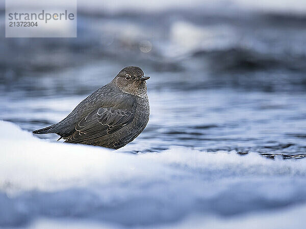 American dipper (Cinclus mexicanus) pauses on an ice-fringed stream bank before plunging back in to hunt for food; Anchorage  Alaska  United States of America