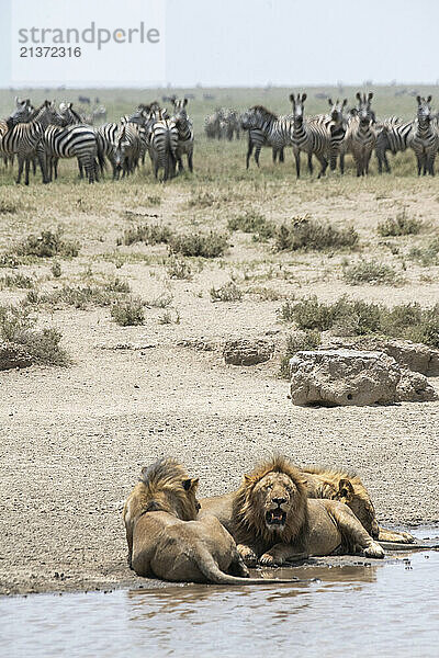 Large group of Common Zebras (Equus quagga) warily watching Lions (Panthera leo) at a waterhole in Serengeti National Park; Tanzania