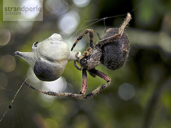 Close-up of a California Wolf Spider (Hogna carolinensis)  also known as the Giant Wolf Spider; United States of America