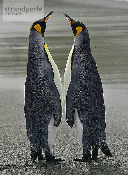 Close-up portrait of a pair of King Penguins (Aptenodytes patagonicus) standing close together on the sandy beach at Gold Harbour; South Georgia Island  South Georgia and the South Sandwich Islands