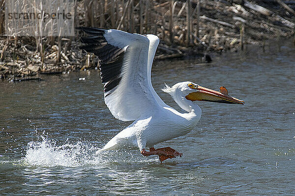 American White Pelican (Pelecanus erythrorhynchos) about to land on water at the Walden Ponds Wildlife Habitat in Boulder  Colorado; Boulder  Colorado  United States of America