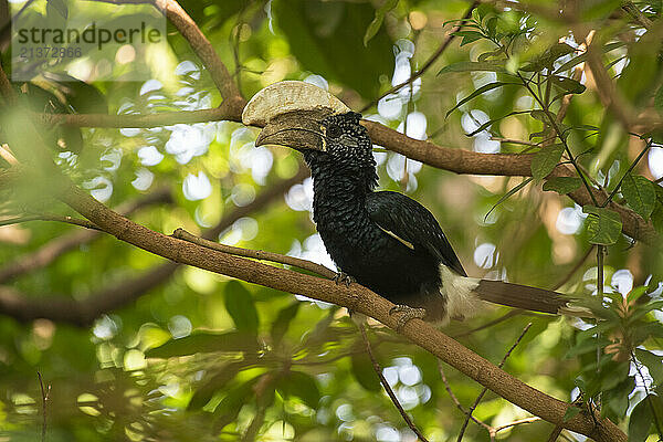 Silvery-cheeked Hornbill (Bycanistes brevis) perched in a tree in Lake Manyara National Park; Tanzania