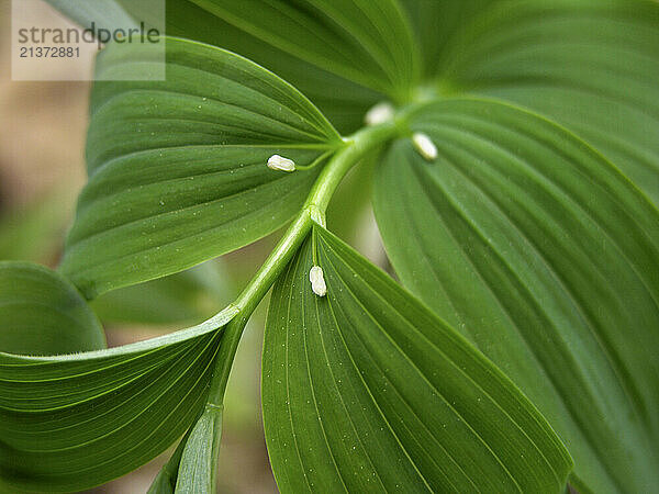 Close-up detail of the foliage of a Solomon's Seal plant; United States of America