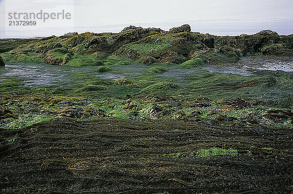 Seaweed at low tide