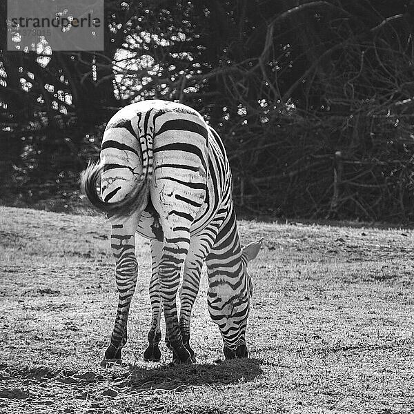 Zebra grazing by a roadside in a Southern region of Portugal; Sao Teotonio  Beja  Portugal