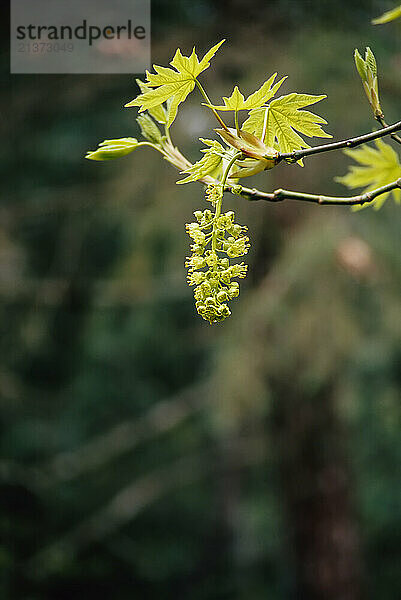 Close-up of new foliage budding on a maple tree