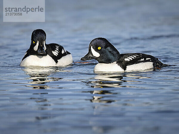 Barrow's goldeneye drakes (Bucephala islandica)  distinguished by the crescent-shaped markings behind the bills  feed in Resurrection Bay near Seward  Alaska  USA; Alaska  United States of America