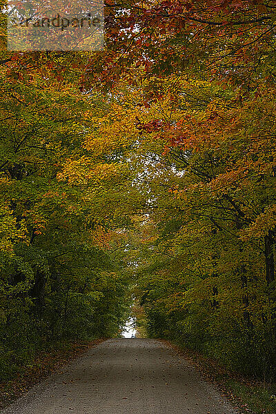 Tree-lined country road in autumn colours; London  Ontario  Canada