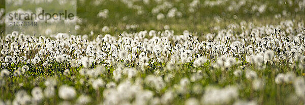 Field of dandelions in seed head stage; Maryhill  Washington  United States of America