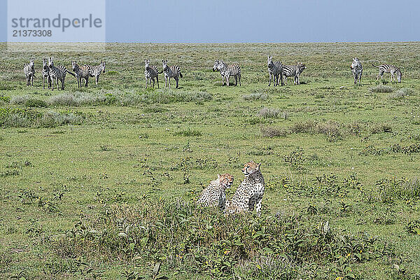 A group of Common Zebras (Equua quagga) warily watch a pair of Cheetahs (Acinonyx jubatus) on the open plains near Ndutu in Ngorongoro Crater Conservation Area; Tanzania