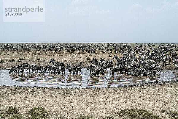 Large group of Common Zebras (Equus quagga) at a waterhole in Serengeti National Park; Tanzania