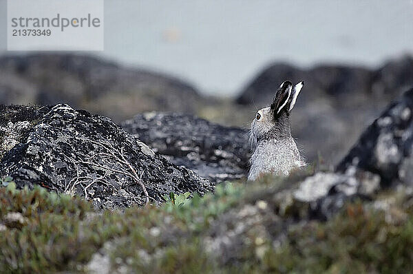 Alert Arctic Hare (Lepus arcticus) stands looking out on Baffin Island; Baffin Island  Nunavut  Canada