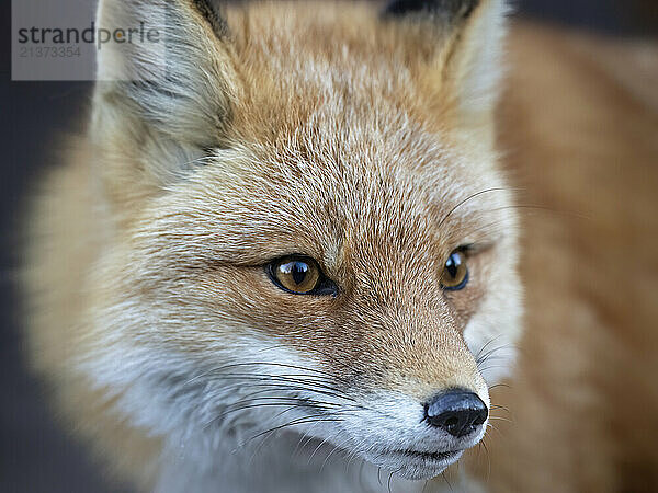 Red fox (Vulpes vulpes) is on the hunt one February morning in South central Alaska  USA; Anchorage  Alaska  United States of America