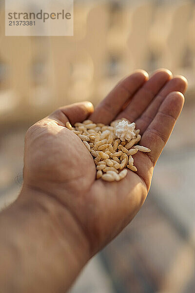 Handful of rice at the Gurudwara Maharani Chand Kaur in Jammu; Jammu  Jammu and Kashmir  India