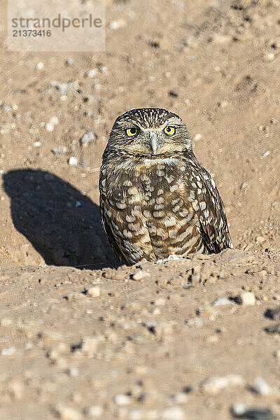 Close-up portrait of a Burrowing Owl (Athene cunicularia) sticking its head out of the ground in Casa Grande; Arizona  United States of America