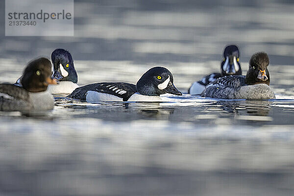 Barrow's goldeneye drakes (Bucephala islandica)  distinguished from a Common goldeneye drake by the crescent-shaped markings behind the bill  is flanked by a small mixed flock of drakes and hens in Seward  Alaska's Resurrection Bay  USA; Alaska  United States of America