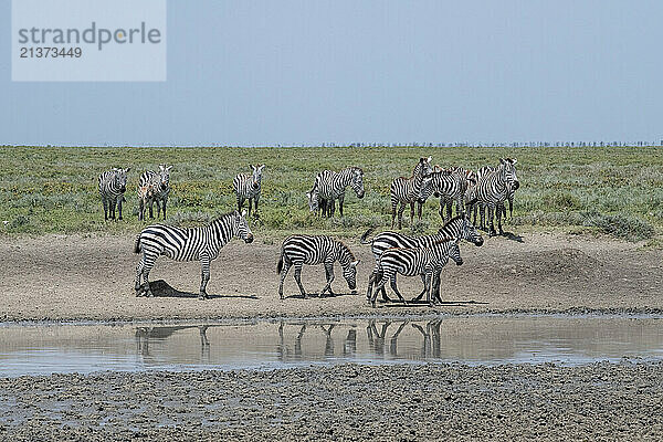 Group of Common Zebras (Equus quagga) at a waterhole near Ndutu in Ngorongoro Crater Conservation Area; Tanzania