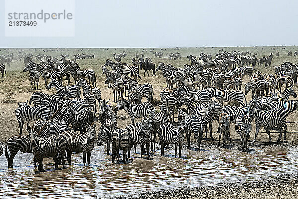 Large group of Common Zebras (Equus quagga) at a waterhole in Serengeti National Park; Tanzania