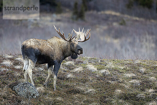 Bull moose (Alces alces) pauses on a tundra hill in late November; Alaska  United States of America