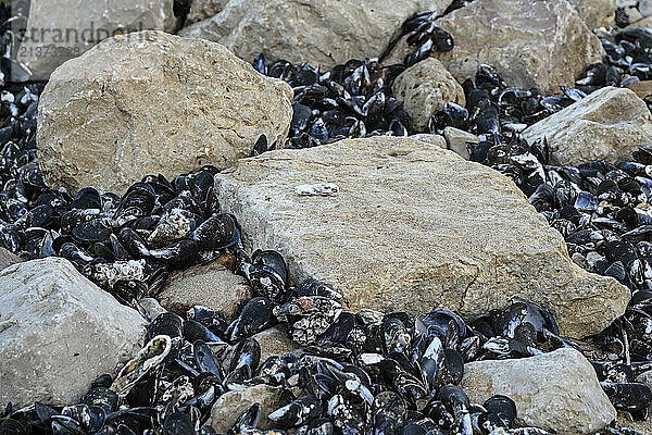 Mollusk shells and rocks fill the shore of Praia do Zavial along the coast of the Algarve region of Portugal; Raposeira  Faro  Portugal