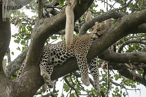 Portrait of a Leopard (Panthera pardus) sleeping in a Sausage Tree (Kigelia africana) in Serengeti National Park; Tanzania