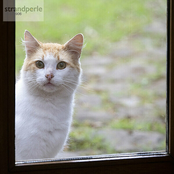 Cat looks in a window from outside; Ponta do Pargo  Madeira  Portugal