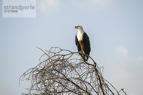 Portrait of an African Fish Eagle (Haliaeetus vocifer) perched in a leafless tree against a blue sky in Lake Manyara National Park; Tanzania