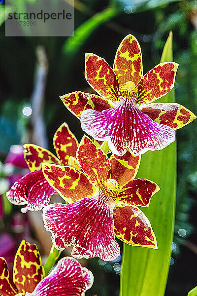 Dendrobium Orchids with mottled colour of red and yellow; Linwood  New Jersey  United States of America