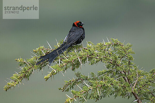 Portrait of a Red-collared Widowbird (Euplectes ardens) perched on a thorny branch in Ngorongoro Crater Conservation Area; Tanzania