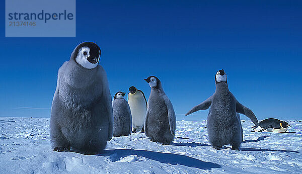 Close-up portrait of Emperor Penguin Chicks (Aptenodytes forsteri) standing on icy landscape under a blue sky  Atka Bay Rookery  Weddell Sea; Antarctica