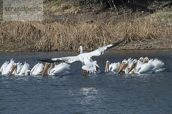 American White Pelican (Pelecanus erythrorhynchos) about to land and join group swimming at the Walden Ponds Wildlife Habitat in Boulder  Colorado; Boulder  Colorado  United States of America