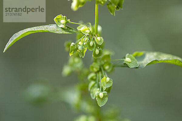 Delicate green foliage with tiny white buds; Cultus Lake  British Columbia  Canada