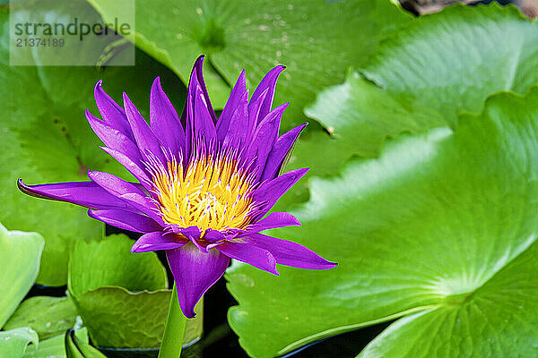 Vibrant purple Water lily (Nymphaeaceae); United States of America