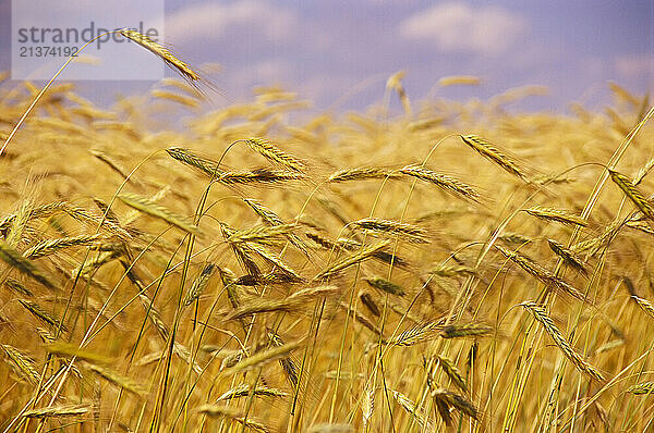 Close-up of golden wheat on Canadian farmland; Manitoba  Canada