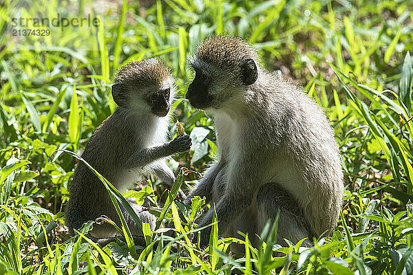 Mother and baby Vervet Monkeys (Chlorocebus pygerythrus) sitting in the grass together in Tarangire National Park; Tanzania