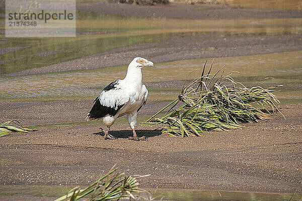 Portrait of a Palm-Nut Vulture (Gypohierax angolensis) walking along the sandy shore next to a stream in Lake Manyara National Park; Tanzania