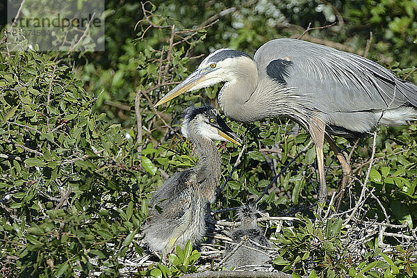 Great blue heron (Ardea herodias) with chick at nest