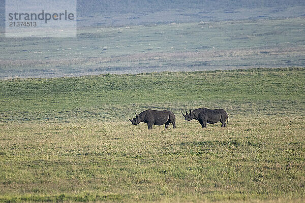 Pair of Black Rhinoceros (Diceros bicornis) crossing the grasslands in Ngorongoro Crater; Tanzania