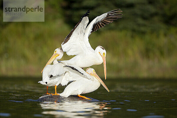 Three Pelicans (Pelecanus erythrorhynchos) fighting for space as they perch close together on a rock in a lake at Elk Island National Park; Alberta  Canada