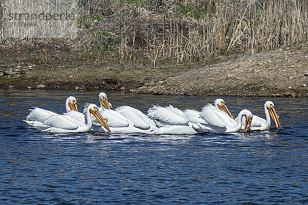 Group of American White Pelicans (Pelecanus erythrorhynchos) swimming at the Walden Ponds Wildlife Habitat in Boulder  Colorado; Boulder  Colorado  United States of America