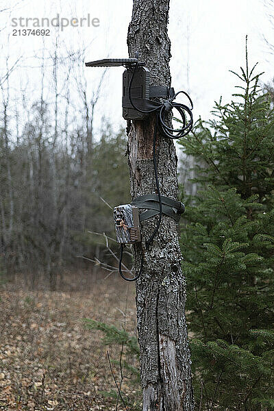 Surveillance equipment on a tree trunk; Ottawa Valley  Ontario  Canada