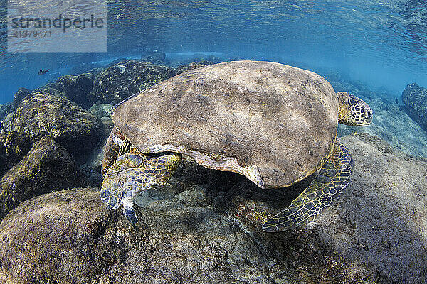 This male Green sea turtle (Chelonia mydas)  an endangered species  has had his rear right fin and shell bitten away by a tiger shark  Hawaii  USA; Maui  Hawaii  United States of America